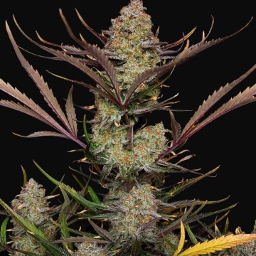 Apple Strudel Auto Cannabisblüte – gewachsen aus Automatic Hanfsamen von FastBuds Seeds