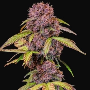 Lemon Cherry Cookies Auto Cannabisblüte – gewachsen aus Automatic Hanfsamen von FastBuds Seeds