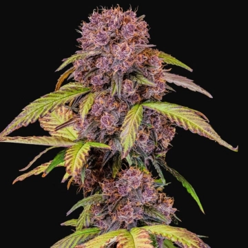 Lemon Cherry Cookies Auto Cannabisblüte – gewachsen aus Automatic Hanfsamen von FastBuds Seeds