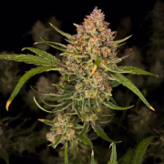 Guava Auto Cannabisblüte – gewachsen aus Automatic Hanfsamen von FastBuds Seeds