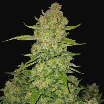 Papaya Cookies Auto Cannabisblüte – gewachsen aus Automatic Hanfsamen von FastBuds Seeds