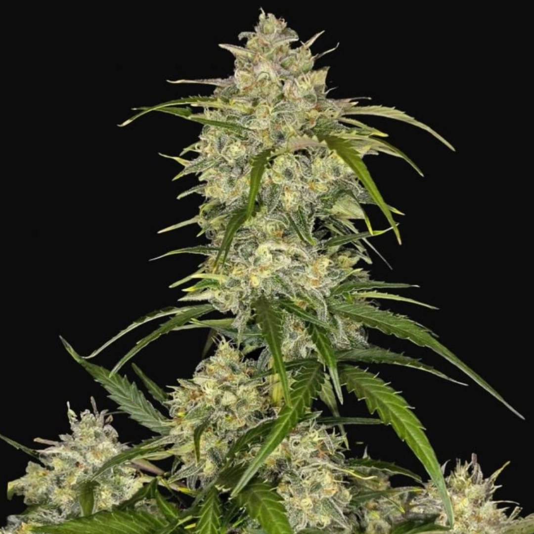 Sour Jealousy Auto – FastBuds – Autoflowering