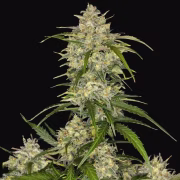 Sour Jealousy Auto Cannabisblüte – gewachsen aus Automatic Hanfsamen von FastBuds Seeds