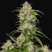 Sour Jealousy Auto Cannabisblüte – gewachsen aus Automatic Hanfsamen von FastBuds Seeds