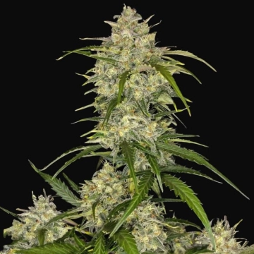 Sour Jealousy Auto Cannabisblüte – gewachsen aus Automatic Hanfsamen von FastBuds Seeds