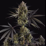 Pound Cake Auto Cannabisblüte – gewachsen aus Automatic Hanfsamen von FastBuds Seeds