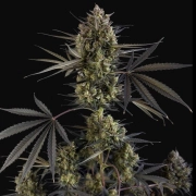 Pound Cake Auto Cannabisblüte – gewachsen aus Automatic Hanfsamen von FastBuds Seeds