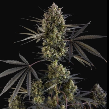 Pound Cake Auto Cannabisblüte – gewachsen aus Automatic Hanfsamen von FastBuds Seeds