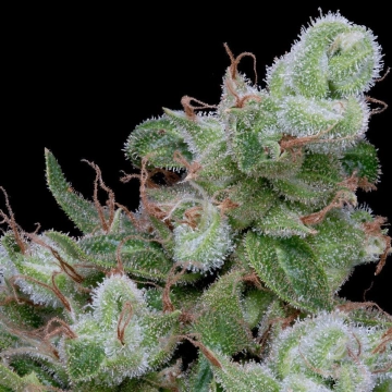 CHEMDAWG #4 Cannabisblüte – gewachsen aus Feminisierte Hanfsamen von Bighead Seeds