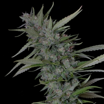 BRUCE BANNER #3 Cannabisblüte – gewachsen aus Feminisierte Hanfsamen von Bighead Seeds