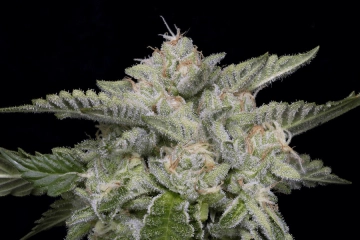 SKYWALKA GHOST KUSH Cannabisblüte – gewachsen aus Feminisierte Hanfsamen von Bighead Seeds