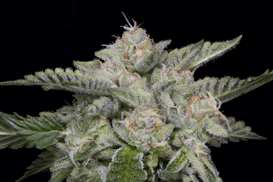 SKYWALKA GHOST KUSH – Bighead Seeds – Feminisiert