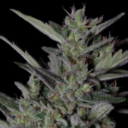 CRYSTAL GELATO AUTO Cannabisblüte – gewachsen aus Automatic Hanfsamen von Bighead Seeds