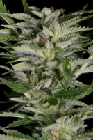 ALIEN TECHNOLOGY Cannabisblüte – gewachsen aus Feminisierte Hanfsamen von Bighead Seeds