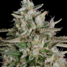 GNASHA Cannabisblüte – gewachsen aus Feminisierte Hanfsamen von Bighead Seeds