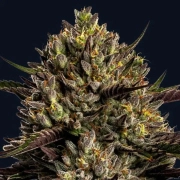 Chimera Cut Cannabisblüte – gewachsen aus Feminisierte Hanfsamen von Anesia Seeds