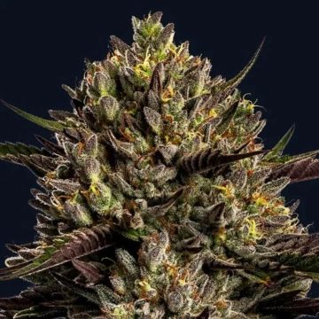 Chimera Cut Cannabisblüte – gewachsen aus Feminisierte Hanfsamen von Anesia Seeds