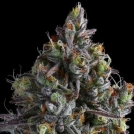 Coco Jambo Cannabisblüte – gewachsen aus Feminisierte Hanfsamen von Anesia Seeds