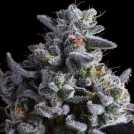 Elementz Cannabisblüte – gewachsen aus Feminisierte Hanfsamen von Anesia Seeds