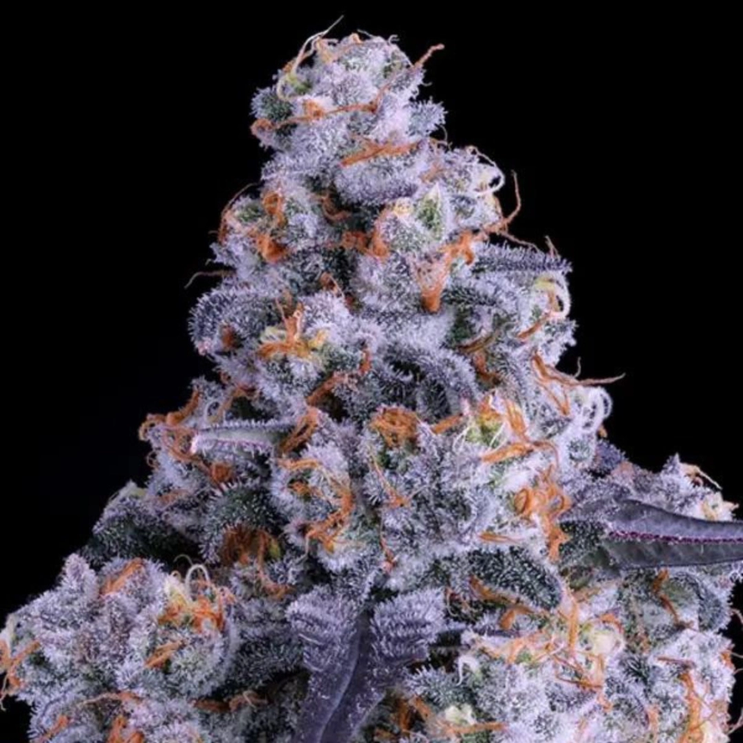 Epic Buzz Auto – Anesia Seeds – Autoflowering