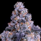 Epic Buzz Auto Cannabisblüte – gewachsen aus Automatic Hanfsamen von Anesia Seeds