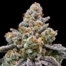 Frozen Face Auto Cannabisblüte – gewachsen aus Automatic Hanfsamen von Anesia Seeds