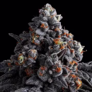 Indigo Sapphire Cannabisblüte – gewachsen aus Feminisierte Hanfsamen von Anesia Seeds