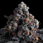 Indigo Sapphire Cannabisblüte – gewachsen aus Feminisierte Hanfsamen von Anesia Seeds