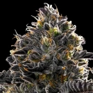 Purple Lobster Cannabisblüte – gewachsen aus Feminisierte Hanfsamen von Anesia Seeds