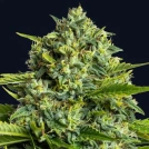 Sticky Boof Cannabisblüte – gewachsen aus Feminisierte Hanfsamen von Anesia Seeds
