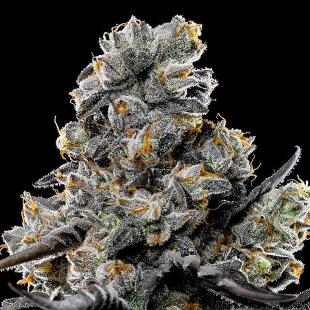 Violet Face – Anesia Seeds – Feminisiert