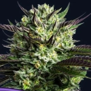 WHAM BOOM Cannabisblüte – gewachsen aus Feminisierte Hanfsamen von Anesia Seeds