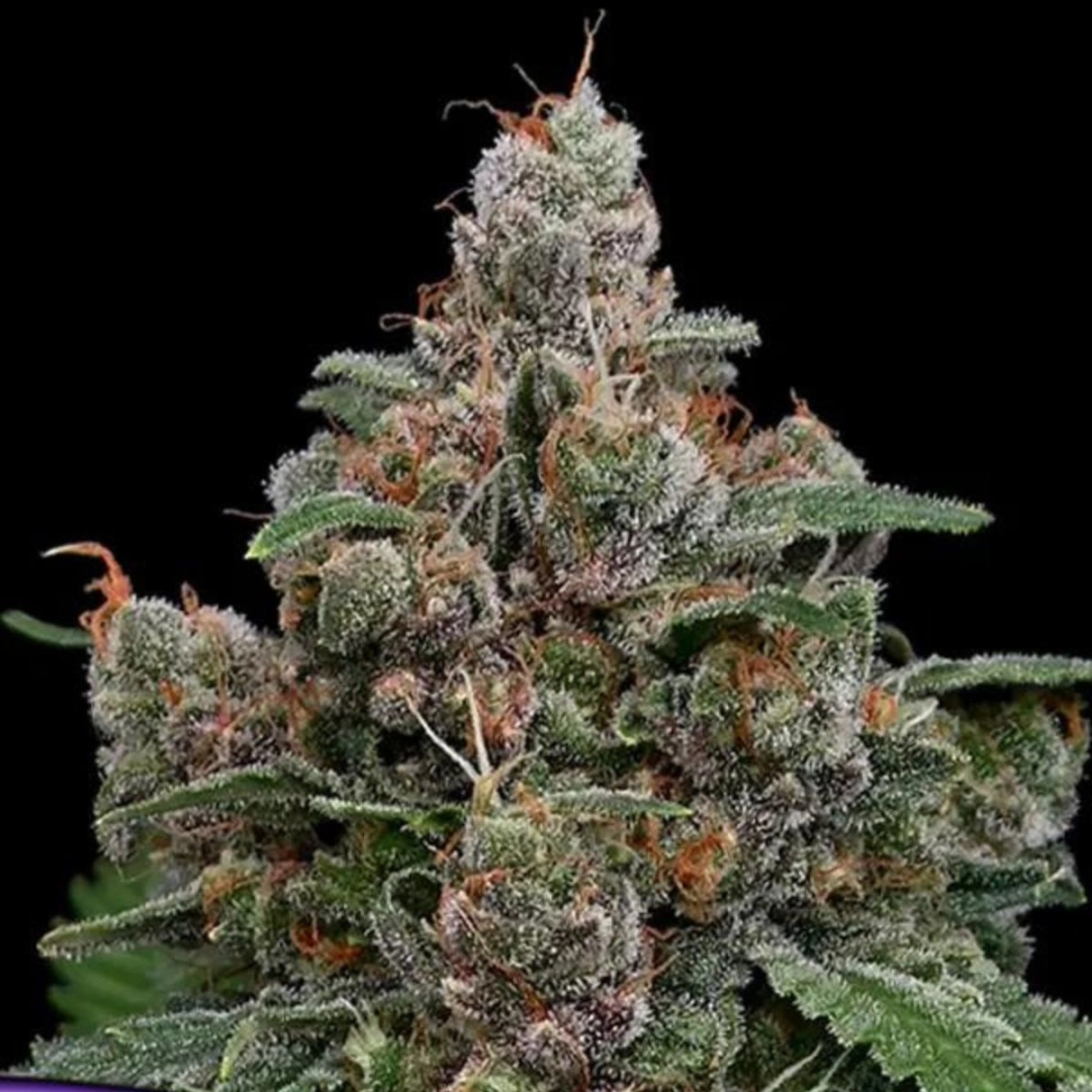 Sun of a Peach – Anesia Seeds – Feminisiert