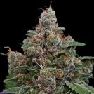 Sun of a Peach Cannabisblüte – gewachsen aus Feminisierte Hanfsamen von Anesia Seeds