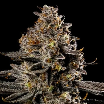 Smashberry Fumez Auto Cannabisblüte – gewachsen aus Automatic Hanfsamen von Anesia Seeds
