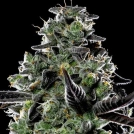 Violet Face Auto Cannabisblüte – gewachsen aus Automatic Hanfsamen von Anesia Seeds