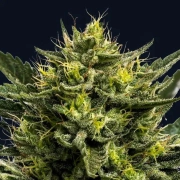 WHAM BOOM Auto Cannabisblüte – gewachsen aus Automatic Hanfsamen von Anesia Seeds