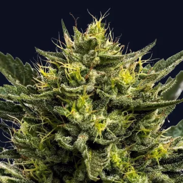 WHAM BOOM Auto Cannabisblüte – gewachsen aus Automatic Hanfsamen von Anesia Seeds
