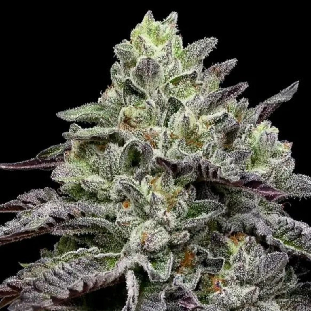 Smashberry Fumez – Anesia Seeds – Feminisiert