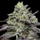 Smashberry Fumez Cannabisblüte – gewachsen aus Feminisierte Hanfsamen von Anesia Seeds