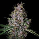 AMARETTO TARMAC© AUTO Cannabisblüte – gewachsen aus Automatic Hanfsamen von Seed Stockers