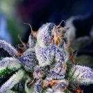 Cookies USA Cannabisblüte – gewachsen aus Feminisierte Hanfsamen von Pyramid Seeds