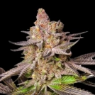 Melonade Runtz Cannabisblüte – gewachsen aus Feminisierte Hanfsamen von Dutch Passion