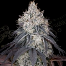 LEMON ORANGE Cannabisblüte – gewachsen aus Feminisierte Hanfsamen von Greenhouse Seed Co