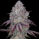 PERSIAN PIE Cannabisblüte – gewachsen aus Feminisierte Hanfsamen von Greenhouse Seed Co