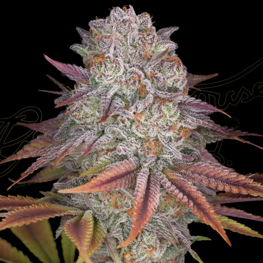 PULP FRICTION – Greenhouse Seed Co – Feminisiert