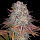 PULP FRICTION Cannabisblüte – gewachsen aus Feminisierte Hanfsamen von Greenhouse Seed Co