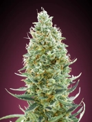 Amnesia Fast Cannabisblüte – gewachsen aus Feminisierte Hanfsamen von Advanced Seeds