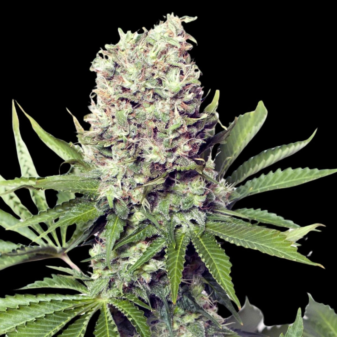 Jumbo Runtz – Yieldmonger Seeds – Feminisiert