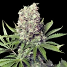 Jumbo Runtz Cannabisblüte – gewachsen aus Feminisierte Hanfsamen von Yieldmonger Seeds